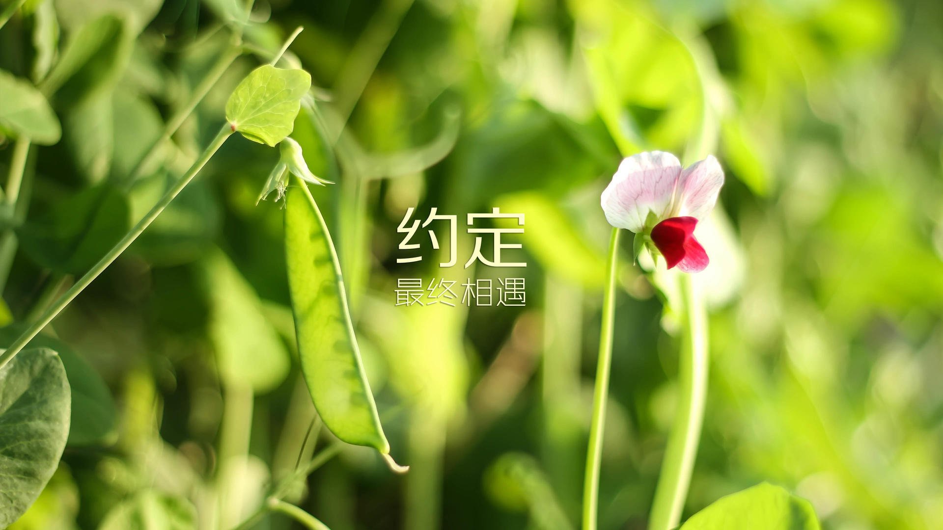 非洲青年篮球发展计划启动，非洲篮球强国有哪些
